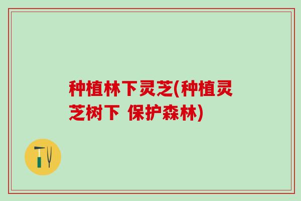 种植林下灵芝(种植灵芝树下 保护森林)