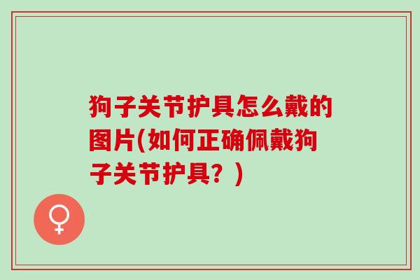 狗子关节护具怎么戴的图片(如何正确佩戴狗子关节护具？)