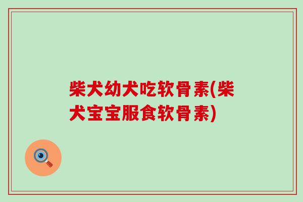 柴犬幼犬吃软骨素(柴犬宝宝服食软骨素)
