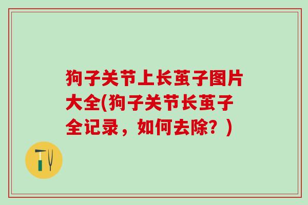 狗子关节上长茧子图片大全(狗子关节长茧子全记录，如何去除？)
