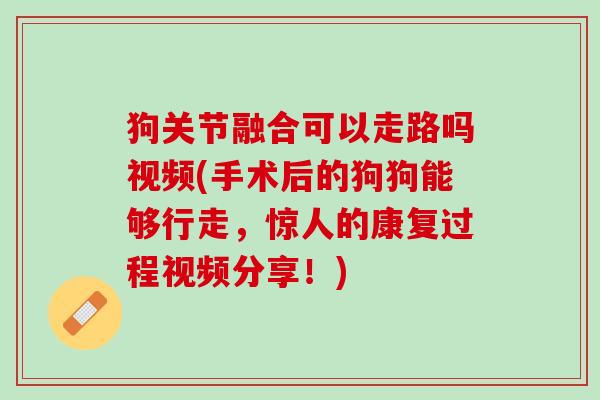 狗关节融合可以走路吗视频(手术后的狗狗能够行走，惊人的康复过程视频分享！)