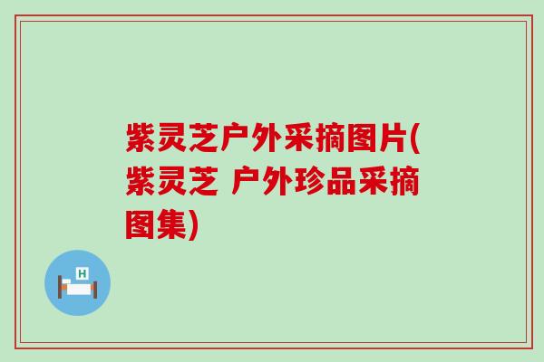 紫灵芝户外采摘图片(紫灵芝 户外珍品采摘图集)