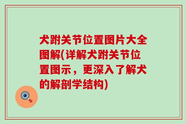 犬跗关节位置图片大全图解(详解犬跗关节位置图示，更深入了解犬的解剖学结构)