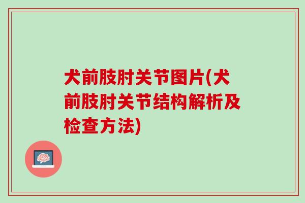 犬前肢肘关节图片(犬前肢肘关节结构解析及检查方法)