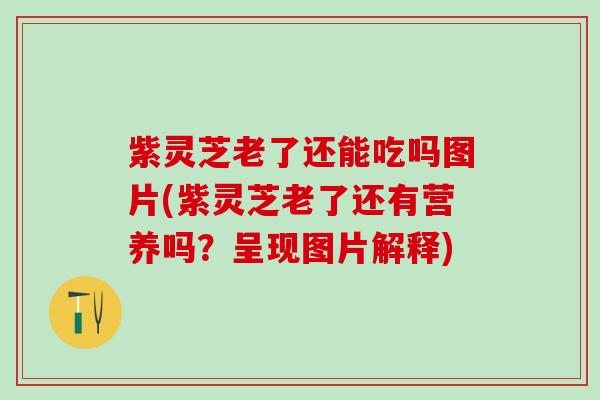 紫灵芝老了还能吃吗图片(紫灵芝老了还有营养吗？呈现图片解释)