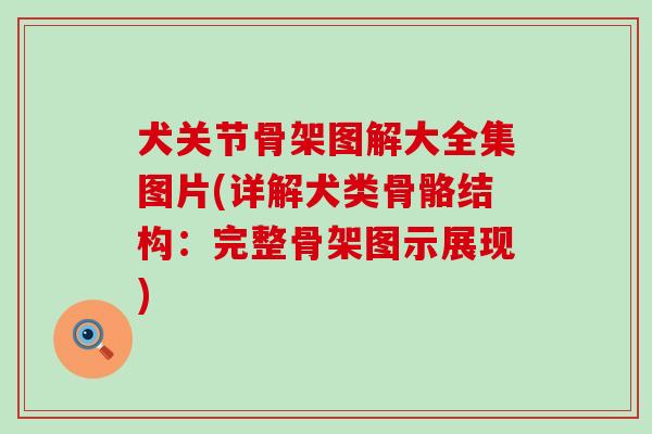 犬关节骨架图解大全集图片(详解犬类骨骼结构：完整骨架图示展现)