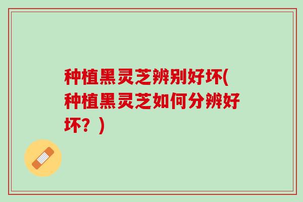 种植黑灵芝辨别好坏(种植黑灵芝如何分辨好坏？)