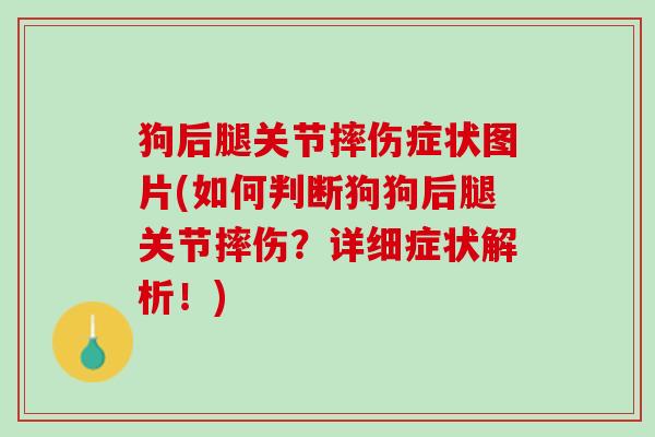 狗后腿关节摔伤症状图片(如何判断狗狗后腿关节摔伤？详细症状解析！)