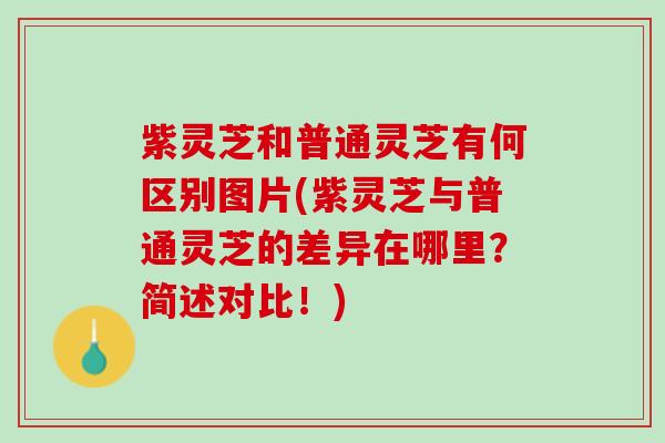 紫灵芝和普通灵芝有何区别图片(紫灵芝与普通灵芝的差异在哪里？简述对比！)