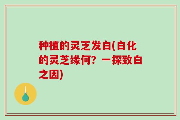种植的灵芝发白(白化的灵芝缘何？一探致白之因)