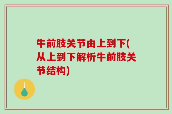牛前肢关节由上到下(从上到下解析牛前肢关节结构)
