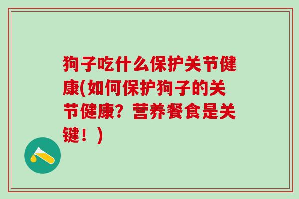 狗子吃什么保护关节健康(如何保护狗子的关节健康？营养餐食是关键！)