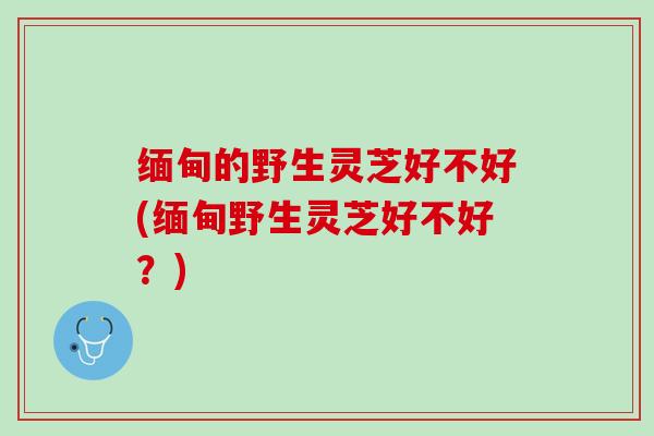 缅甸的野生灵芝好不好(缅甸野生灵芝好不好？)