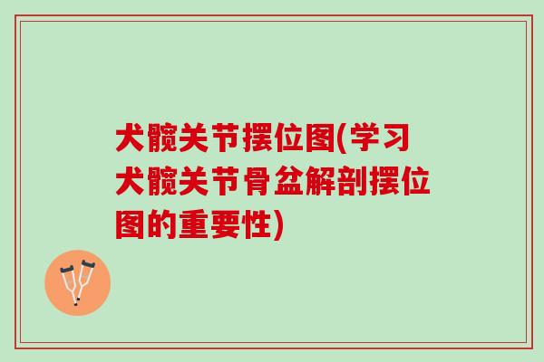 犬髋关节摆位图(学习犬髋关节骨盆解剖摆位图的重要性)
