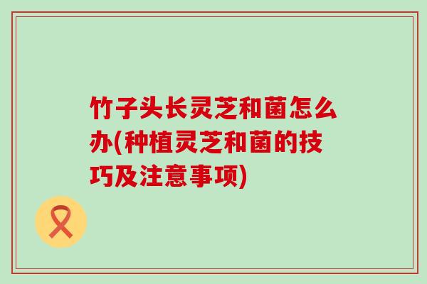 竹子头长灵芝和菌怎么办(种植灵芝和菌的技巧及注意事项) 竹子头长灵芝和菌怎么办(种植灵芝和菌的技巧及注意事项)