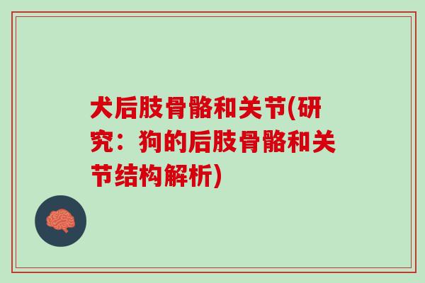 犬后肢骨骼和关节(研究：狗的后肢骨骼和关节结构解析)