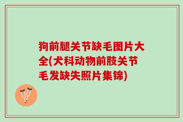 狗前腿关节缺毛图片大全(犬科动物前肢关节毛发缺失照片集锦)
