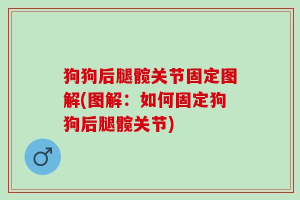 狗狗后腿髋关节固定图解(图解：如何固定狗狗后腿髋关节)