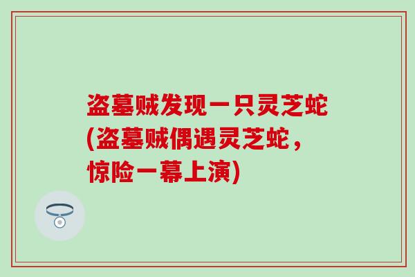 盗墓贼发现一只灵芝蛇(盗墓贼偶遇灵芝蛇，惊险一幕上演)