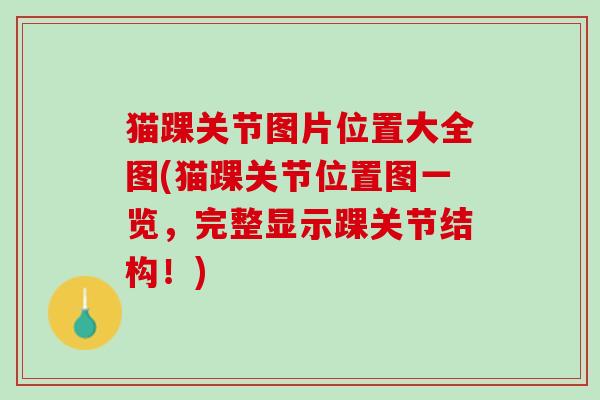 猫踝关节图片位置大全图(猫踝关节位置图一览，完整显示踝关节结构！)