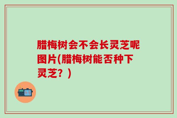 腊梅树会不会长灵芝呢图片(腊梅树能否种下灵芝？)