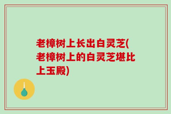 老樟树上长出白灵芝(老樟树上的白灵芝堪比上玉殿)