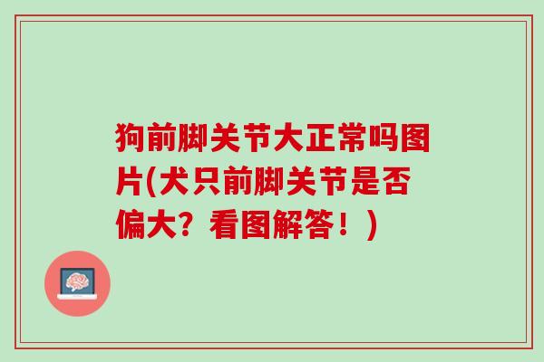 狗前脚关节大正常吗图片(犬只前脚关节是否偏大？看图解答！)