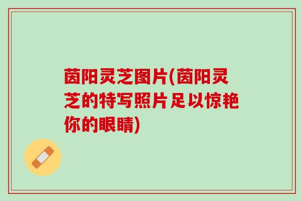茵阳灵芝图片(茵阳灵芝的特写照片足以惊艳你的眼睛)