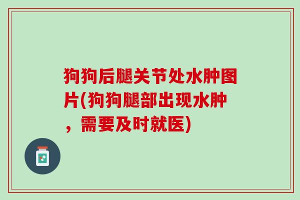 狗狗后腿关节处水肿图片(狗狗腿部出现水肿，需要及时就医)