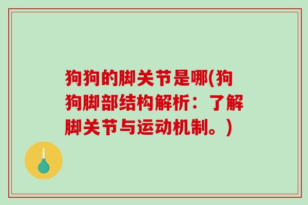 狗狗的脚关节是哪(狗狗脚部结构解析：了解脚关节与运动机制。)