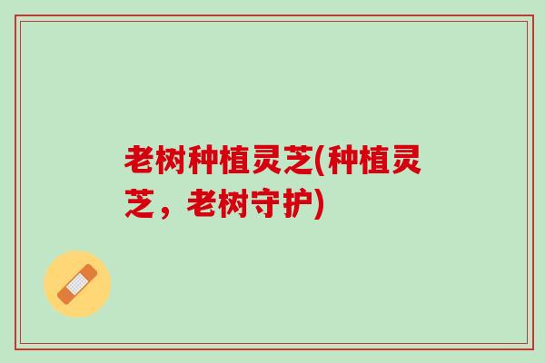老树种植灵芝(种植灵芝，老树守护)