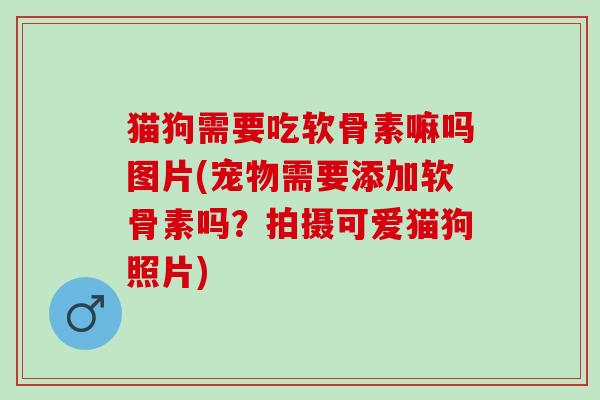 猫狗需要吃软骨素嘛吗图片(宠物需要添加软骨素吗?拍摄可爱猫狗照片) 猫狗需要吃软骨素嘛吗图片(宠物需要添加软骨素吗?拍摄可爱猫狗照片)