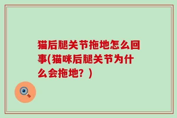 猫后腿关节拖地怎么回事(猫咪后腿关节为什么会拖地?) 猫后腿关节拖地怎么回事(猫咪后腿关节为什么会拖地?)