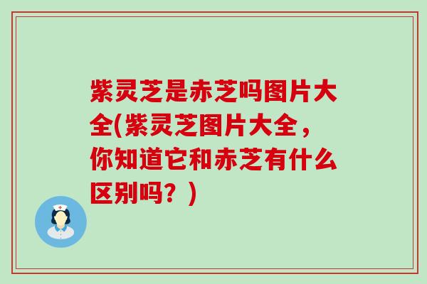 紫灵芝是赤芝吗图片大全(紫灵芝图片大全，你知道它和赤芝有什么区别吗？)