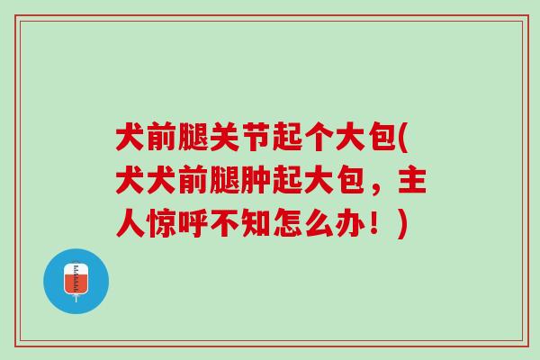 犬前腿关节起个大包(犬犬前腿肿起大包，主人惊呼不知怎么办！)