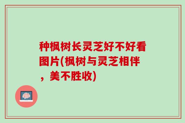 种枫树长灵芝好不好看图片(枫树与灵芝相伴，美不胜收)