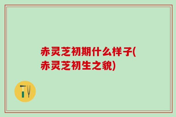 赤灵芝初期什么样子(赤灵芝初生之貌)
