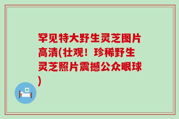 罕见特大野生灵芝图片高清(壮观！珍稀野生灵芝照片震撼公众眼球)