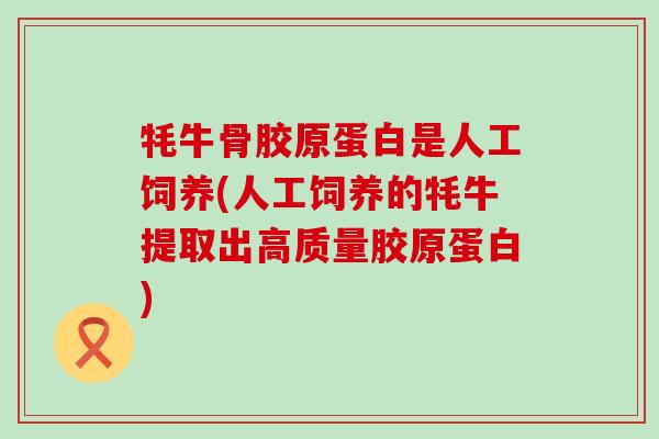牦牛骨胶原蛋白是人工饲养(人工饲养的牦牛提取出高质量胶原蛋白) 牦牛骨胶原蛋白是人工饲养(人工饲养的牦牛提取出高质量胶原蛋白)