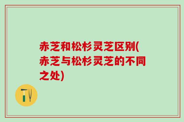 赤芝和松杉灵芝区别(赤芝与松杉灵芝的不同之处)
