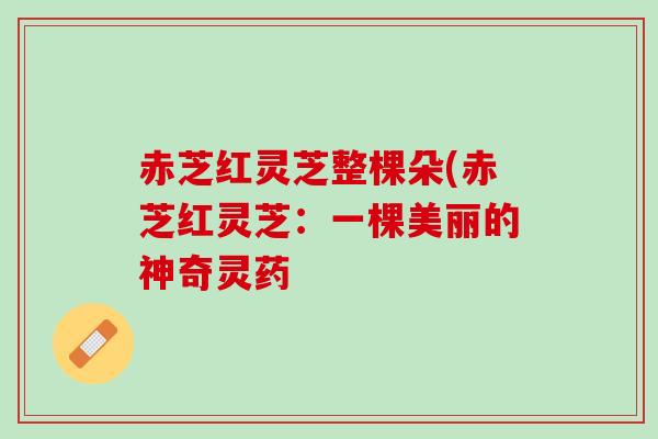 赤芝红灵芝整棵朵(赤芝红灵芝：一棵美丽的神奇灵药
