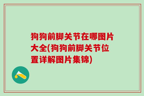 狗狗前脚关节在哪图片大全(狗狗前脚关节位置详解图片集锦)