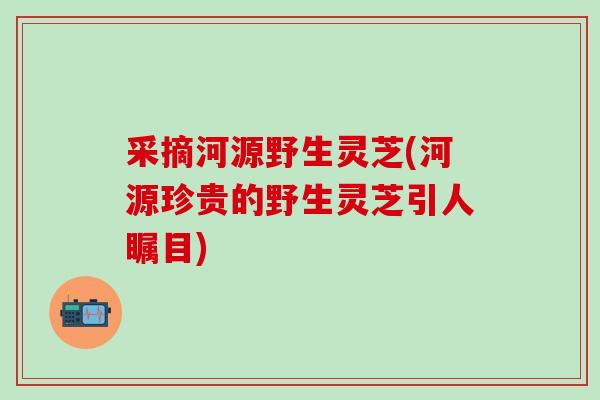 采摘河源野生灵芝(河源珍贵的野生灵芝引人瞩目)