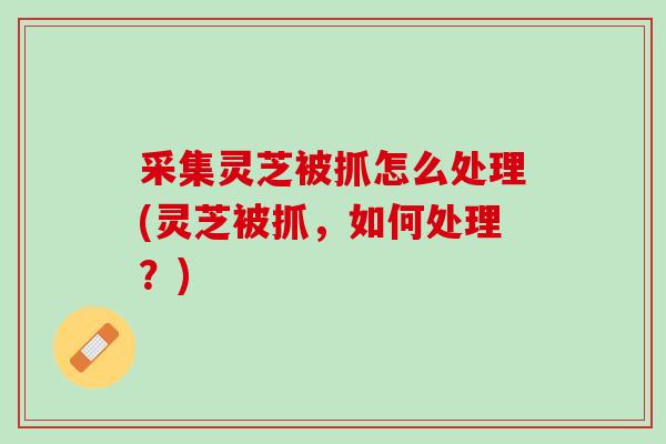 采集灵芝被抓怎么处理(灵芝被抓，如何处理？)