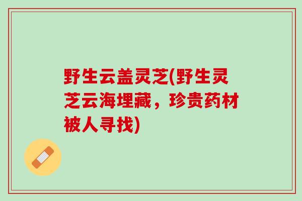 野生云盖灵芝(野生灵芝云海埋藏，珍贵药材被人寻找)