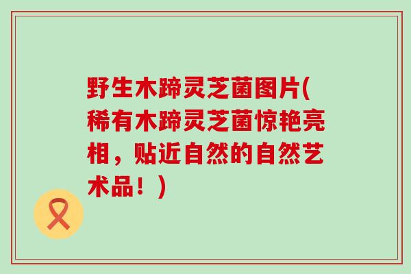 野生木蹄灵芝菌图片(稀有木蹄灵芝菌惊艳亮相，贴近自然的自然艺术品！)