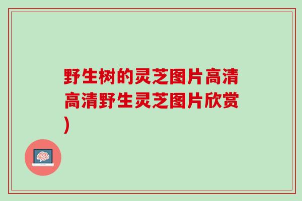 野生树的灵芝图片高清高清野生灵芝图片欣赏)