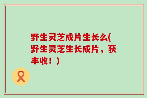 野生灵芝成片生长么(野生灵芝生长成片，获丰收！)