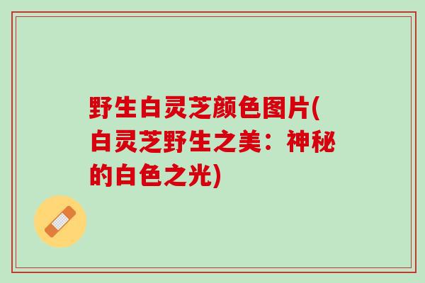 野生白灵芝颜色图片(白灵芝野生之美：神秘的白色之光)