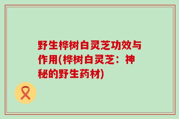 野生桦树白灵芝功效与作用(桦树白灵芝：神秘的野生药材)